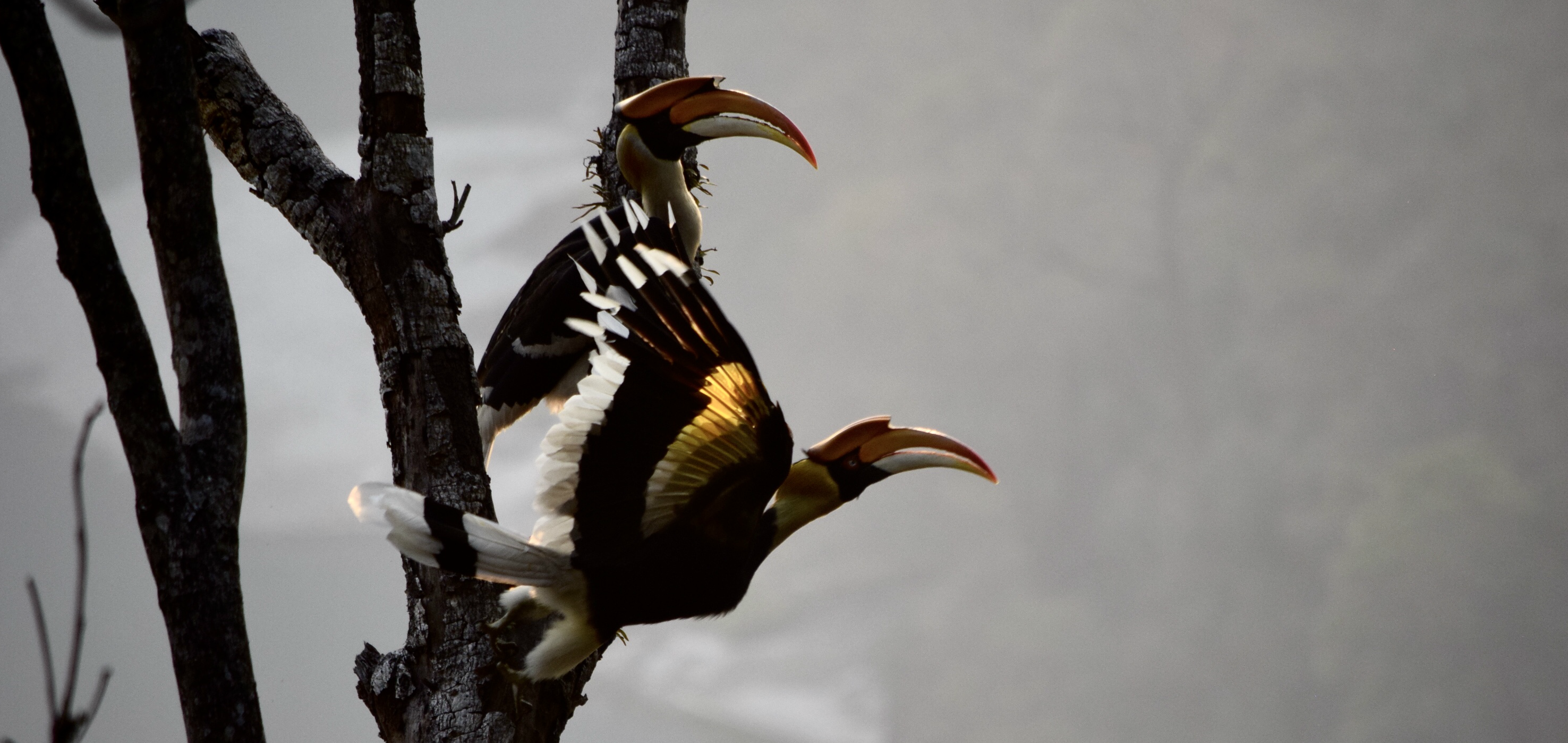 Great Hornbill at Royal Manas National Park